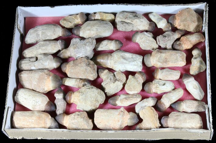 Lot - Fossil Mosasaur Teeth With Composite Roots #39216